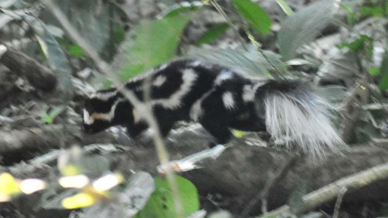 Zorrilo moteado o punteado (Spilogale angustifrons) fotografiado por Senia Benítez, miembro de Fauna Silvestre de El Salvador, en El Pacayal, Usulután. Foto EDH Cortesía