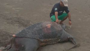 Tortuga marina encontrada muerta en playa El Icacal.