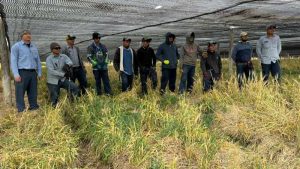 Manos salvadoreñas trabajan en cultivos de ginseng en Wisconsin