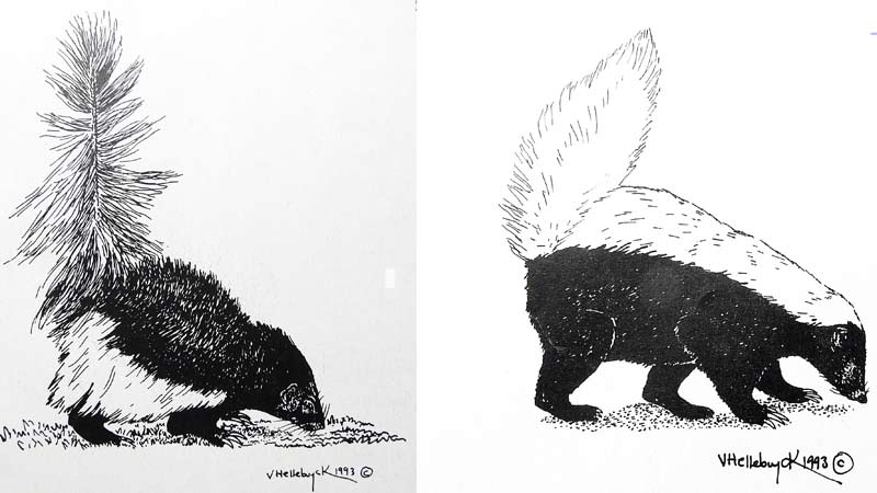 Ilustraciones de un zorrillo rayado (izquierda) y un zorrillo lomo blanco (derecha) hechas por el biólogo salvadoreño Víctor Hellebuyck (1949 - †2006), que están en el libro Historia Natural y Ecología de El Salvador (1995).