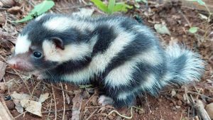 Zorrillo manchado sureño. punteado o moteado (Spilogale angustifrons) fotografiado por Álvaro Aparicio Aguilar en la cordillera del Bálsamo.