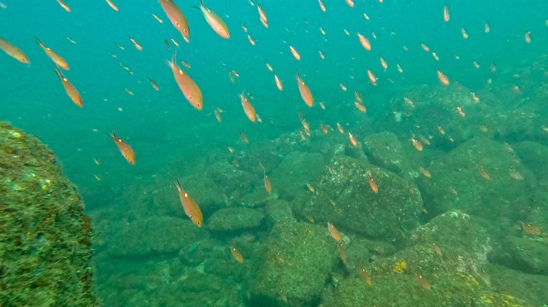 Imagenes del arrecife de los cobanos de la playa en sonsonete