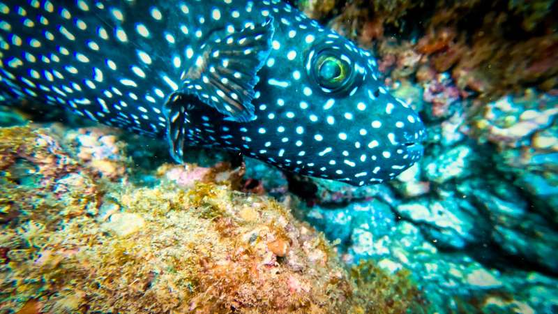 Arrecife de los cobanos de la playa en sonsonete.
