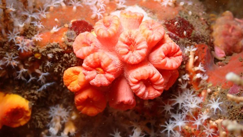 Imgenes del arrecife de los cubanos de la playa en sonsonete.