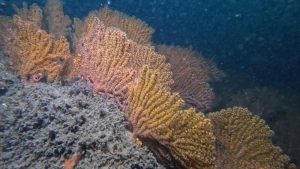 Imgenes del arrecife de los cubanos de la playa en sonsonete.