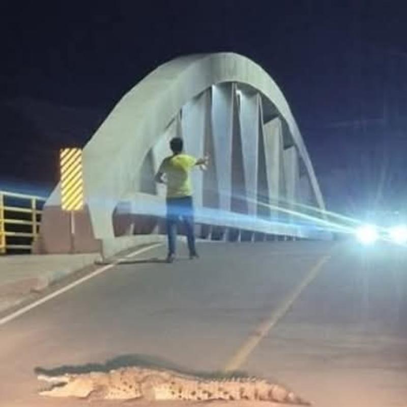 Cocodrilo