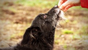 Las mascotas mayores necesitan un cuidado y alimentación especial.