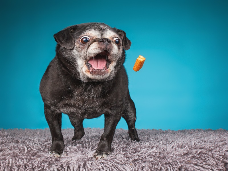 Las mascotas mayores necesitan un cuidado y alimentación especial.