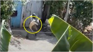 Arrestan a hombre que fue grabado aventando contra el suelo a su mascota Chalatenango
