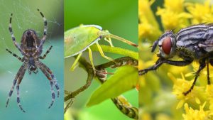 insectos comunes hogar