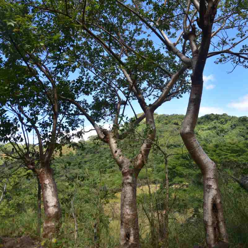 mineria metalica san isidro cabanas