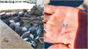 Decenas de palomas murieron por arroz envenenado frente a la catedral de Chalatenango