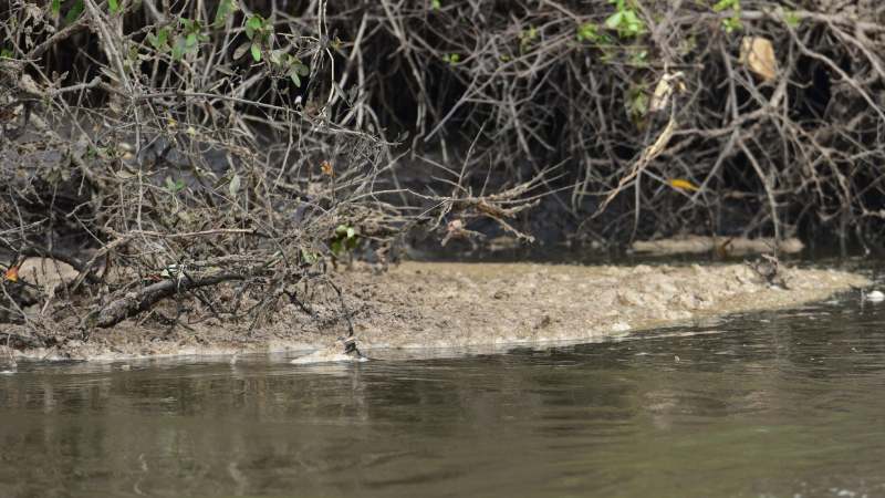 Estero de Jaltepeque, humedal declarado como sitio Ramsar en 2011. Ecosistemas, naturaleza, contaminacion, aves migratorias, aves, peces