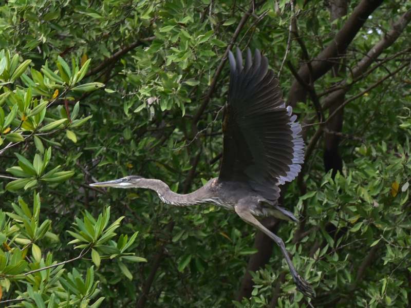 Estero de Jaltepeque, humedal declarado como sitio Ramsar en 2011. Ecosistemas, naturaleza, contaminacin, aves migratorias, aves, peces