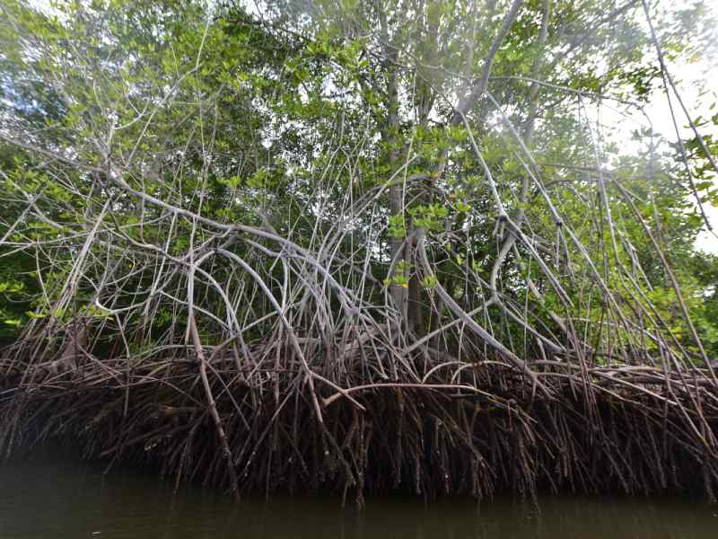 Estero de Jaltepeque, humedal declarado como sitio Ramsar en 2011. Ecosistemas, naturaleza, contaminacin, aves migratorias, aves, peces