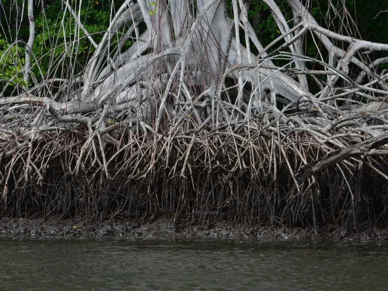 Estero de Jaltepeque, humedal declarado como sitio Ramsar en 2011. Ecosistemas, naturaleza, contaminacion, aves migratorias, aves, peces