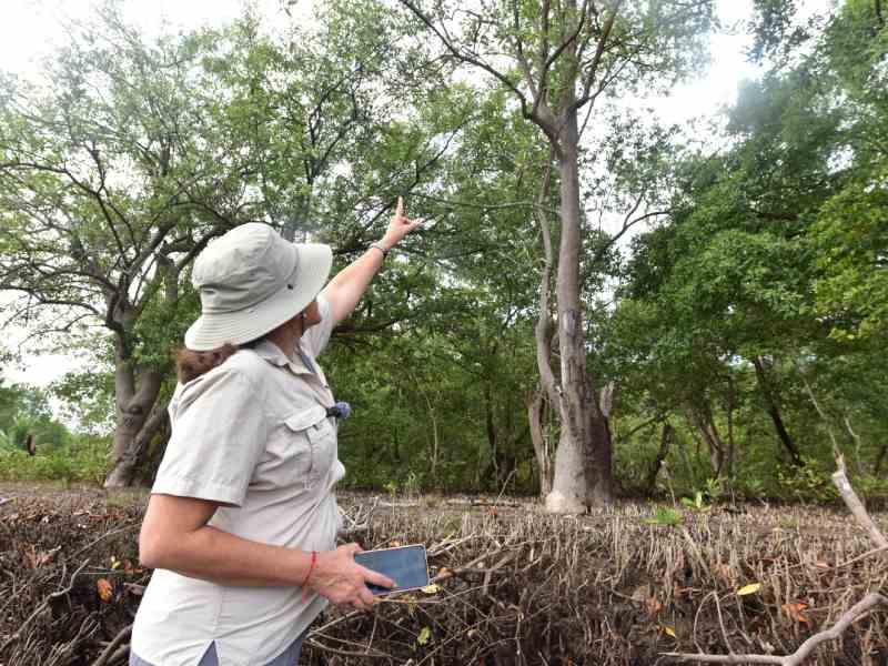 Estero de Jaltepeque, humedal declarado como sitio Ramsar en 2011. Ecosistemas, naturaleza, contaminacion, aves migratorias, aves, peces