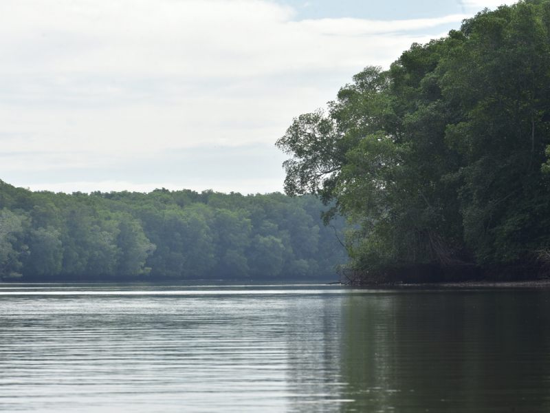 Estero de Jaltepeque, humedal declarado como sitio Ramsar en 2011. Ecosistemas, naturaleza, contaminacion, aves migratorias, aves, peces