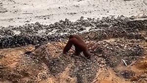 Indonesia deforestacion