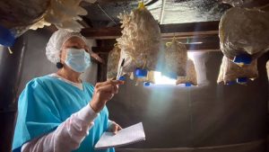 Hongos- UES- Investigación