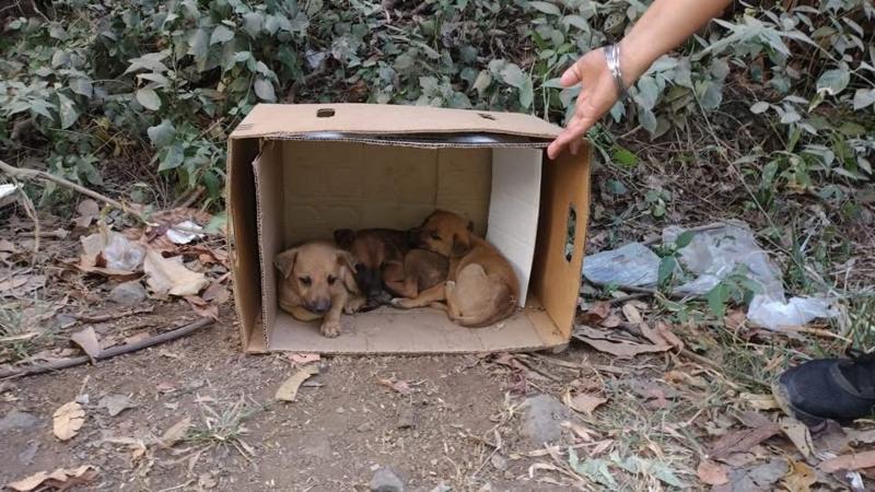 cachorritos