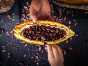 Cacao de Ecuador, famoso por su calidad