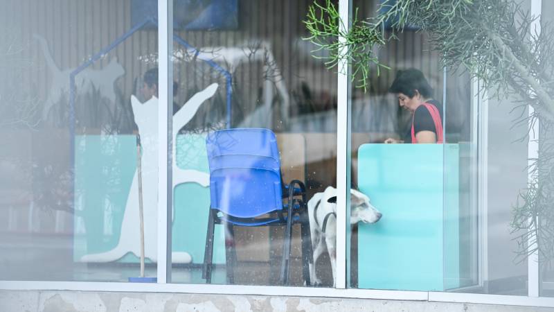 Cierre Chivo Pets Nayib Bukele