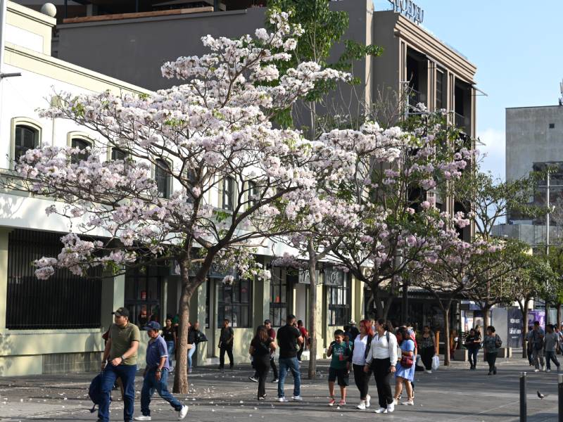 El centro de San Salvador bajo la sombra rosada de su árbol nacional ...