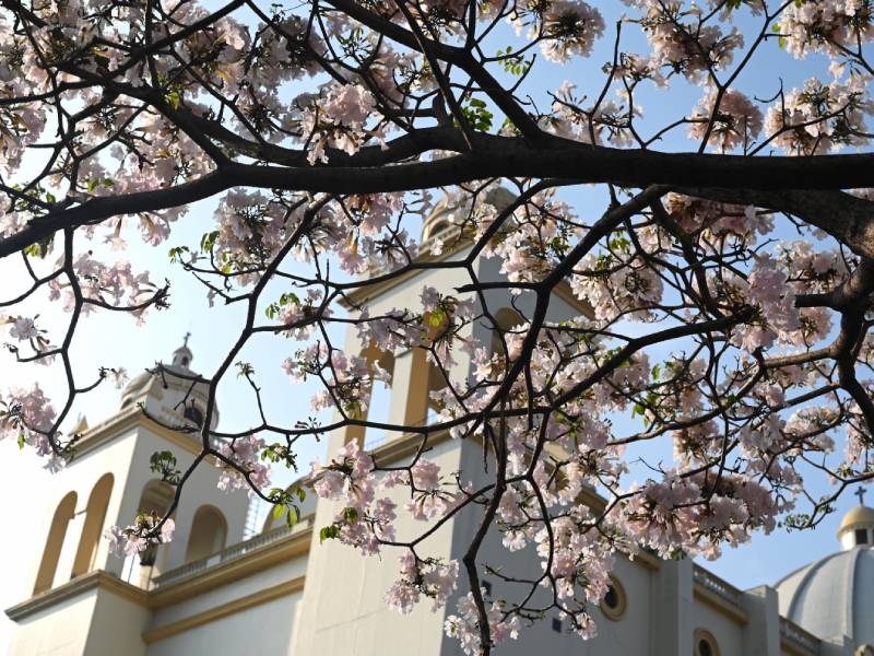 El centro de San Salvador bajo la sombra rosada de su árbol nacional ...