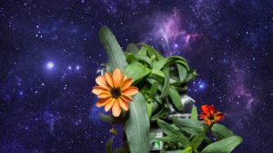 primera flor cultivada en el espacio