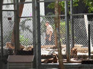 refugio animales ilopango