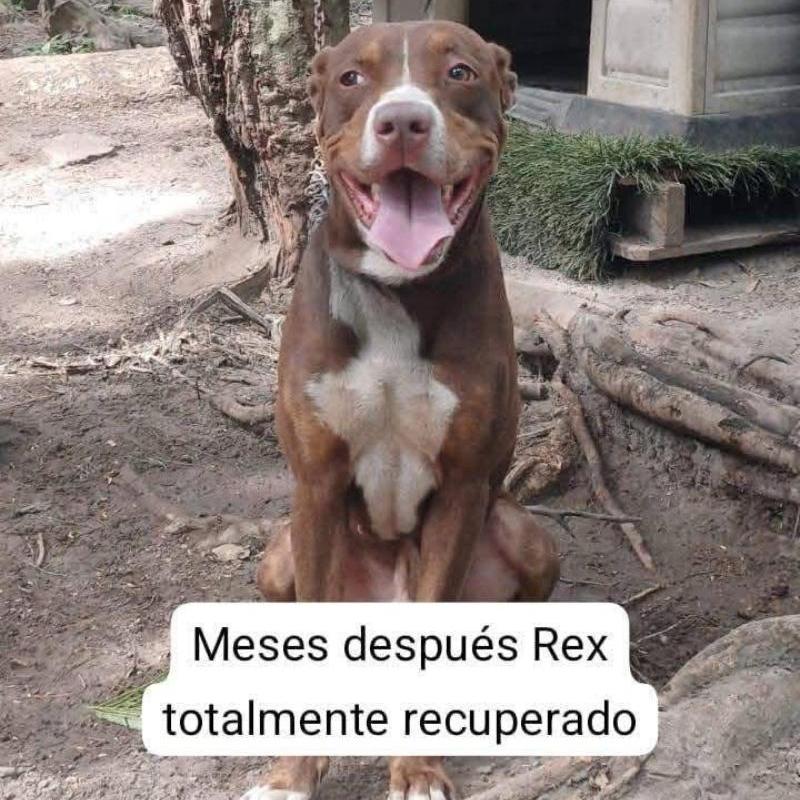 Rex