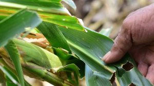 Plagas-cultivo-San Vicente-