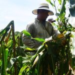 Plagas-cultivo-San Vicente-