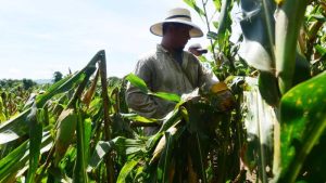 Plagas-cultivo-San Vicente-