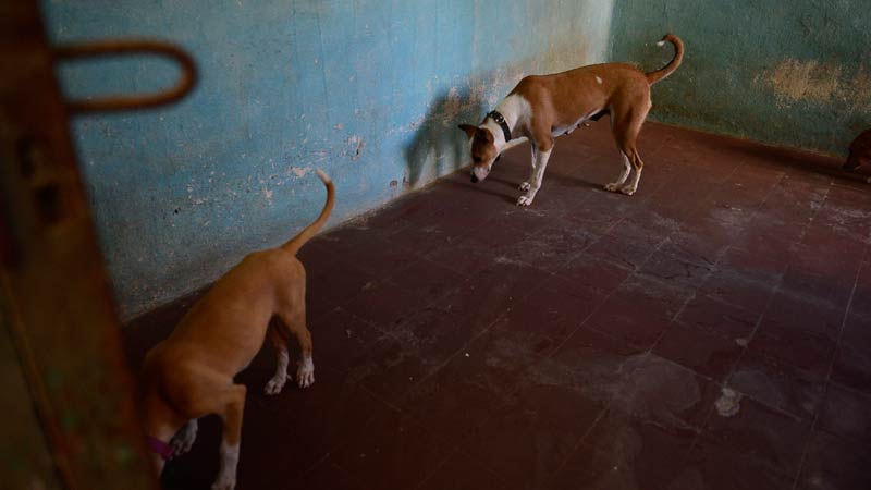 Refugio-de-animales---Ex-albergue-municipal-de-Zacatecoluca