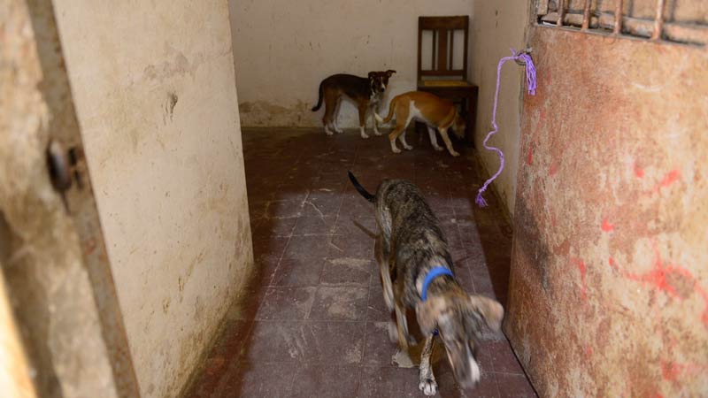 Refugio-de-animales---Ex-albergue-municipal-de-Zacatecoluca