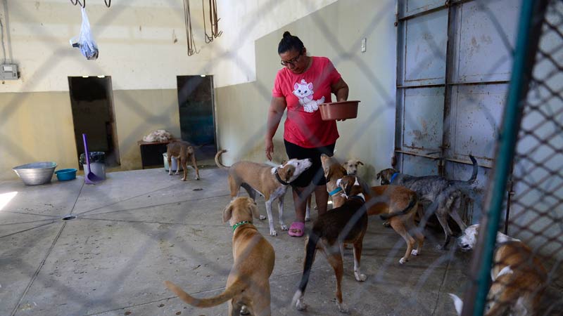 Refugio-de-animales---Ex-albergue-municipal-de-Zacatecoluca