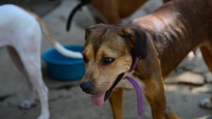 Refugio-de-animales---Ex-albergue-municipal-de-Zacatecoluca