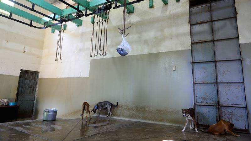 Refugio-de-animales---Ex-albergue-municipal-de-Zacatecoluca