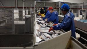 Pescadores- Trabajo- Estados Unidos-Silver Bay Seafoods-WRR Consulting