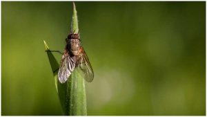 mosca-ciencia-investigacion