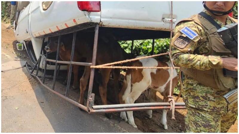 En el vehículo se transportaba ganado. Foto / Cortesía Comandos de Salvamento