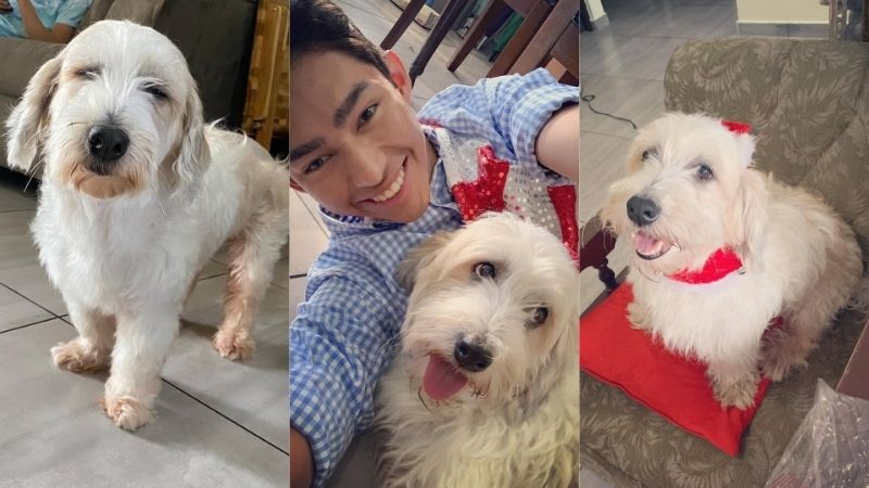 Curly fue la mascota de Fernanfloo y era muy querida por los fans del youtuber.  / 