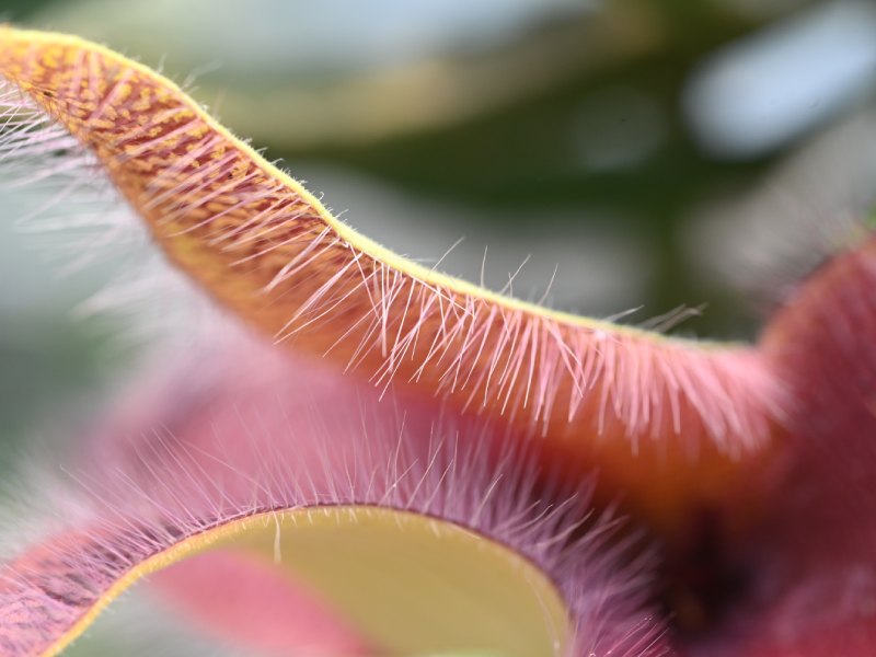 Francisco se dedica a cuidar y reproducir cactus desde hace 34 años. Ahora tiene un vivero en Coatepeque, Santa Ana, donde aloja cientos de especies de cactus de todo tipo y tamaños. El más antiguo tiene 34 años.