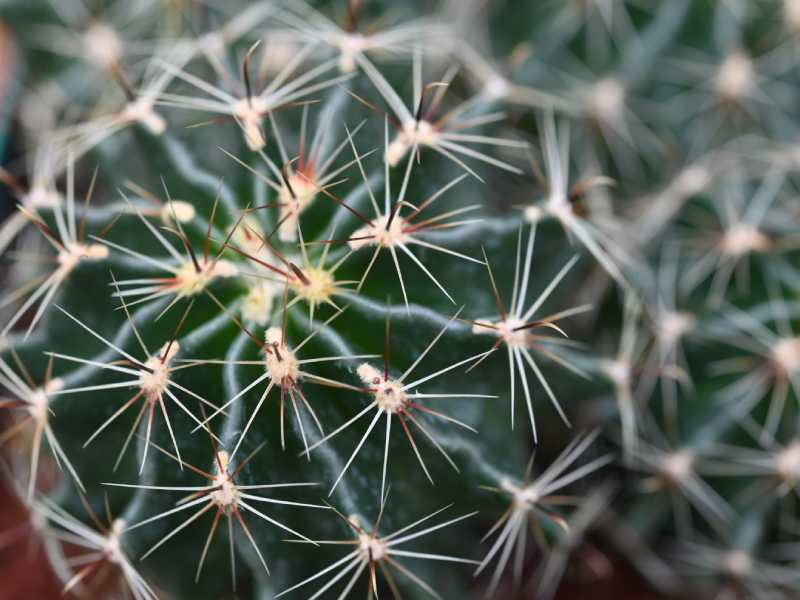 Francisco se dedica a cuidar y reproducir cactus desde hace 34 años. Ahora tiene un vivero en Coatepeque, Santa Ana, donde aloja cientos de especies de cactus de todo tipo y tamaños. El más antiguo tiene 34 años.