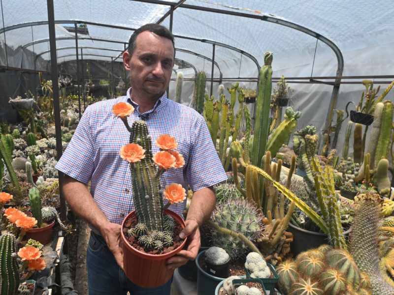 Francisco se dedica a cuidar y reproducir cactus desde hace 34 años. Ahora tiene un vivero en Coatepeque, Santa Ana, donde aloja cientos de especies de cactus de todo tipo y tamaños. El más antiguo tiene 34 años.