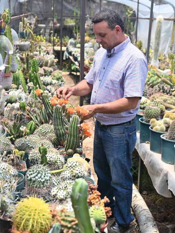 Francisco se dedica a cuidar y reproducir cactus desde hace 34 años. Ahora tiene un vivero en Coatepeque, Santa Ana, donde aloja cientos de especies de cactus de todo tipo y tamaños. El más antiguo tiene 34 años.