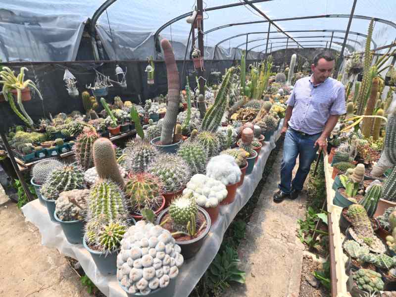 Francisco se dedica a cuidar y reproducir cactus desde hace 34 años. Ahora tiene un vivero en Coatepeque, Santa Ana, donde aloja cientos de especies de cactus de todo tipo y tamaños. El más antiguo tiene 34 años.