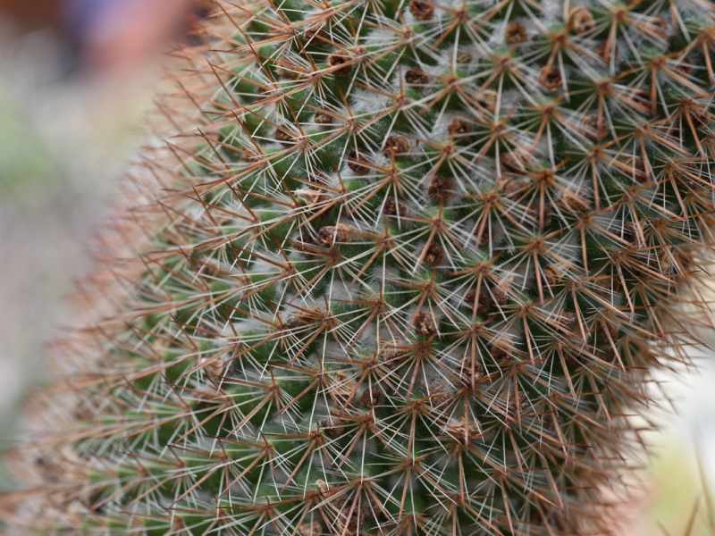Francisco se dedica a cuidar y reproducir cactus desde hace 34 años. Ahora tiene un vivero en Coatepeque, Santa Ana, donde aloja cientos de especies de cactus de todo tipo y tamaños. El más antiguo tiene 34 años.